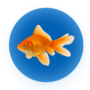 Peixe
