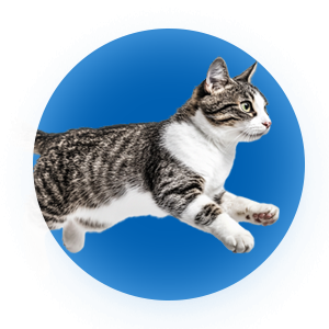 Gato