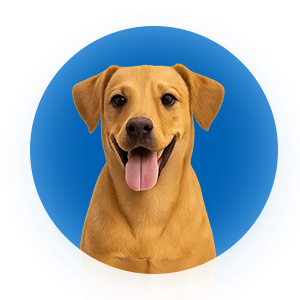 Cachorro